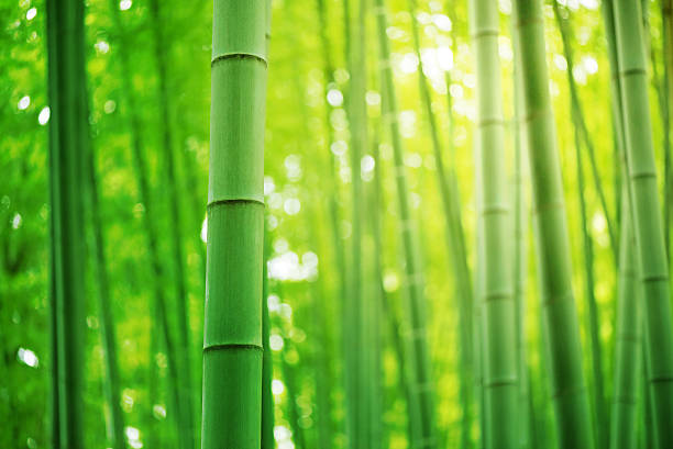 casas de bambú